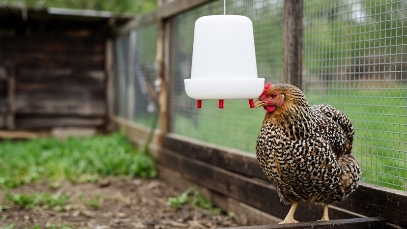 A speckled hen drinking from a plain white hanging waterer with nipple drinkers in a run
